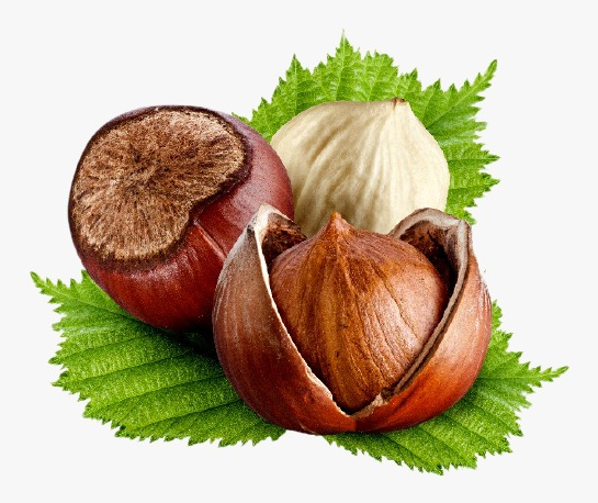 Hazelnut image