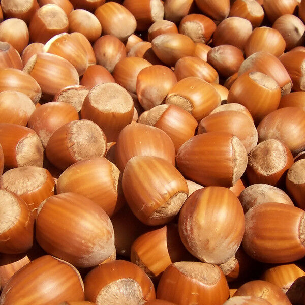 Clean Hazelnuts